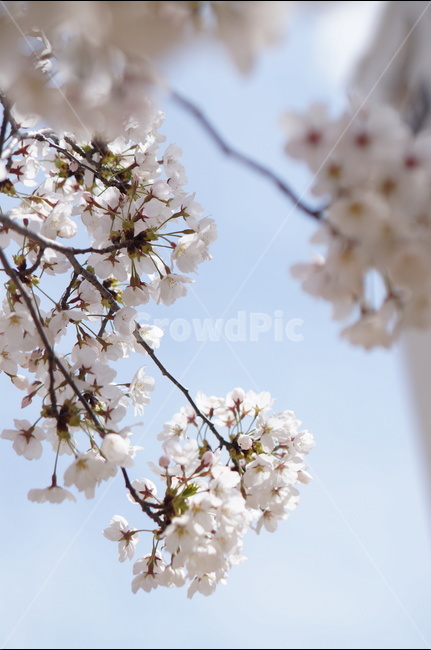 벚꽃,흰색,풍경,하늘,파랑,봄,봄,계절,spring,season,식물,자연,plants,nature,꽃,flower,plant,blossom