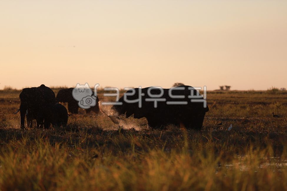 mammal,African elephant,animal,wild animals,elephant,mammalia