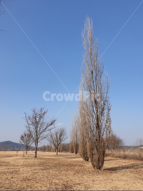 길,겨울,겨울나무,앙상한,앙상한가지,앙상한나무,하늘,풍경,겨울풍경,sky,road,way,path,winter,wintertree,thin,tree,나무,plant,식물,겨울,계절,winter,season