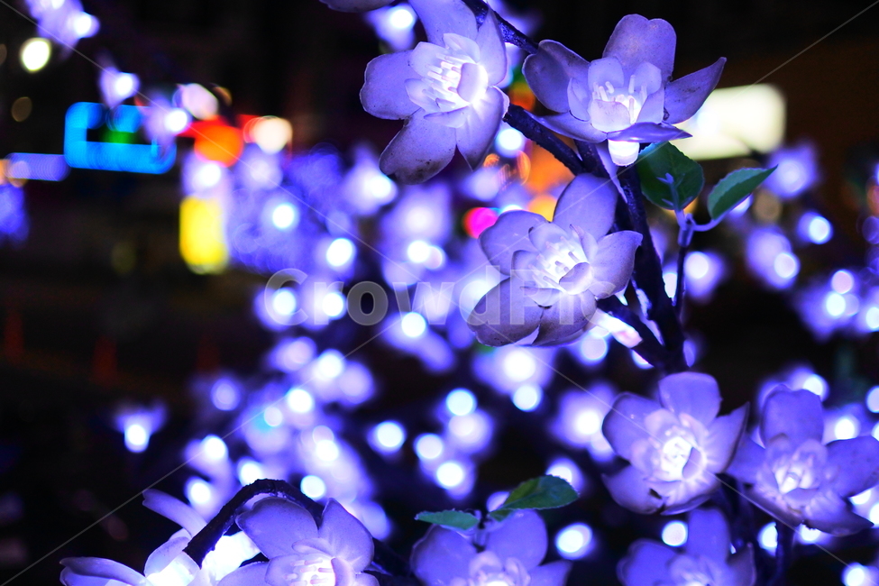 blossom,꽃,led꽃,야경꽃,조명꽃,plant,식물,flower,야경,밤,풍경,nightscape,night,landscape