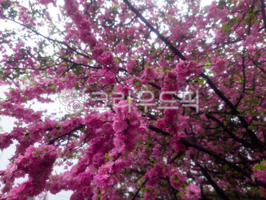 ,close shot,natural sensibility,cherryblossom,flower tree,Cherry blossoms,spring flowers,spring,beautiful,season,pretty flower,spring day,sakura,spring outing,cherry branch,picnic,cherry blossom tree,background,plant,Yoshino cherry tree,cherry,pink,Cherry