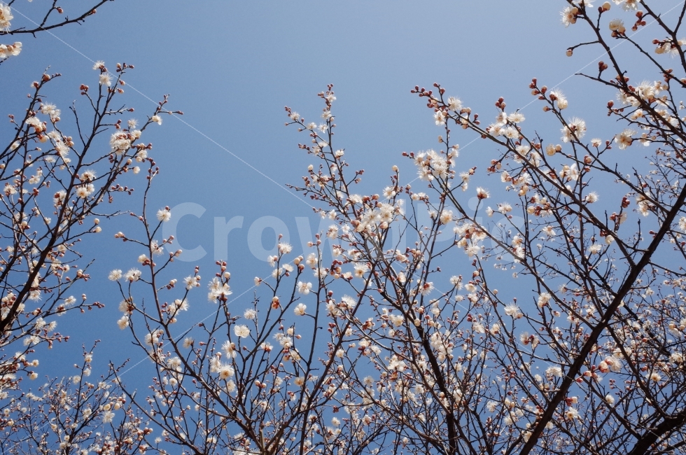 매화,꽃,봄,하늘,파란,흰색,야외,풍경,나무,봄,계절,spring,season,식물,자연,plants,nature,꽃,flower,plant