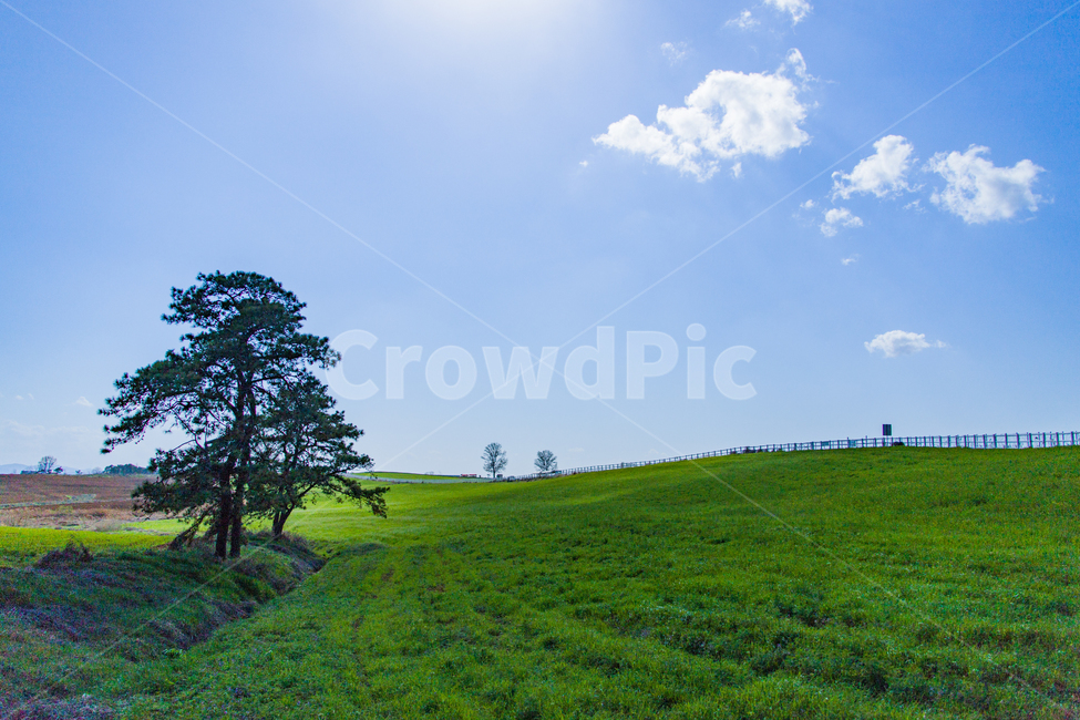 봄,초원,들판,파란색,하늘,봄,계절,spring,season,자연,풍경,nature,landscape,outdoors,옥외,grassland,목초지,field,들