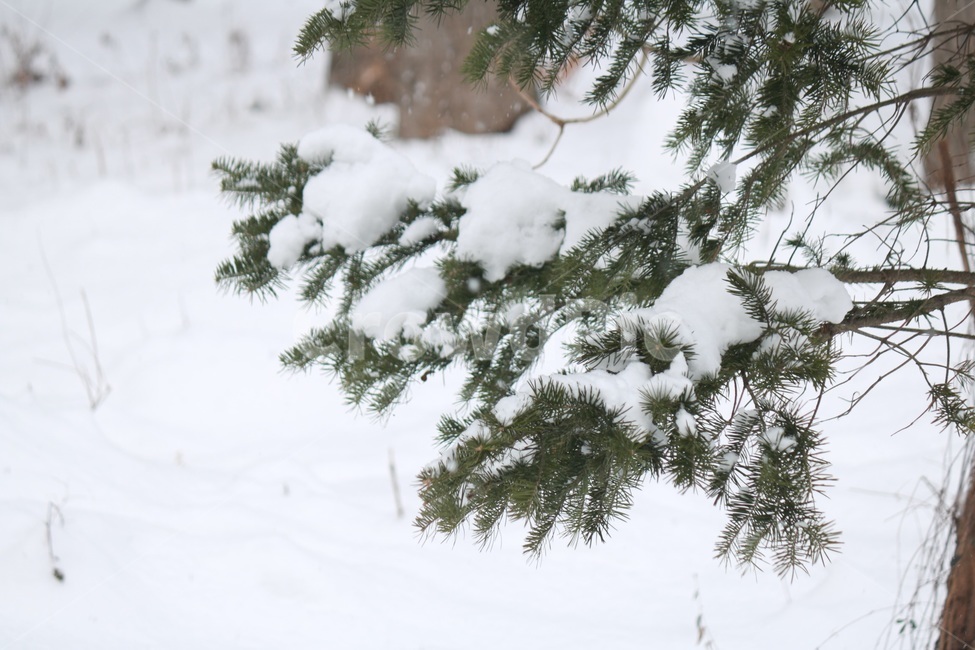 나무,눈,눈사람,겨울,겨울풍경,겨울,계절,winter,season