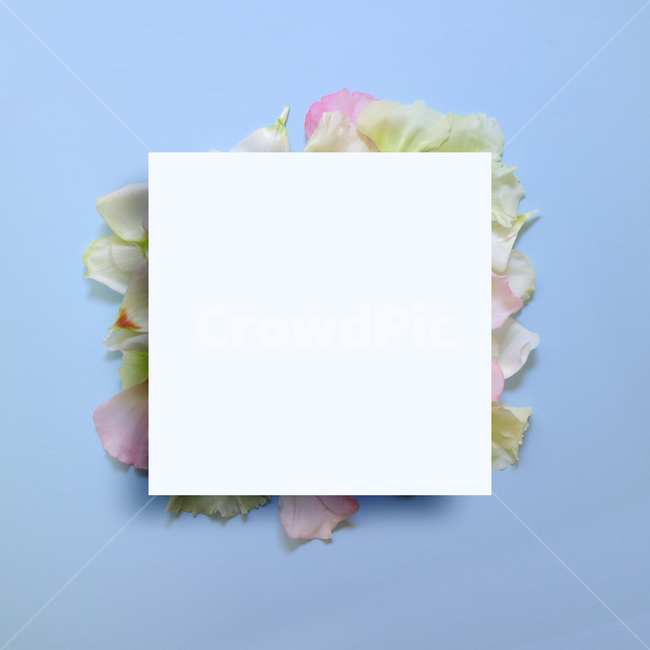 백그라운드,식물,자연,계절,봄,꽃,배경,배경이미지,내추럴,flower,nature,flora,background,꽃잎,프레임