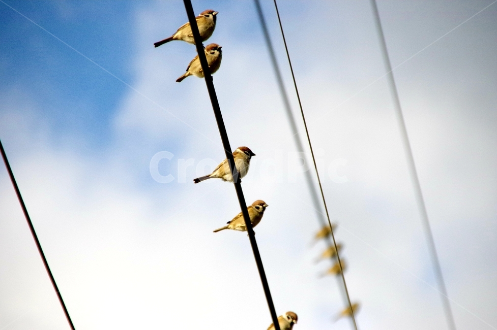 참새,새,전기줄,sparrow,bird,하늘,동물,animal,조류,새,birds