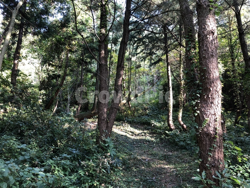 나무,식물,자연,자연스러운,산,등산,제주,나무줄기,쓰러진나무,햇빛,식물,자연,plants,nature,나무,trees,wood