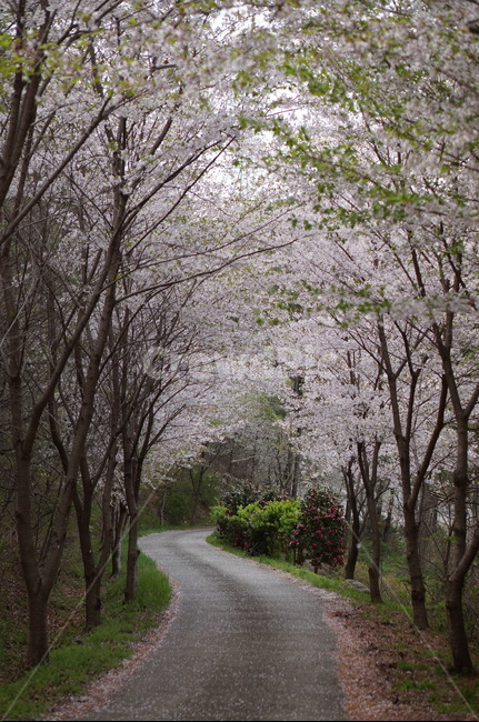 벚꽃,풍경,봄,꽃길,나무,봄,계절,spring,season,자연,풍경,nature,landscape,plant,식물,asphalt,아스팔트