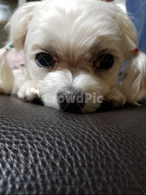 말티즈,애완견,강아지,개,귀여움,동물,animal,포유류,mammal,개,강아지,dog,doggy