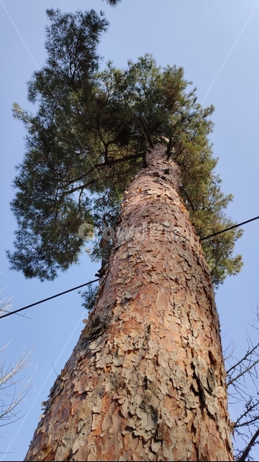 소나무,솔나무,plne,plant,식물,tree,나무,treetrunk,나무줄기