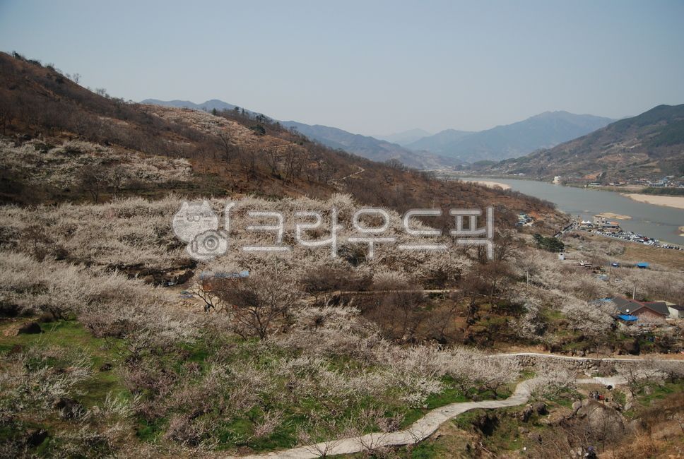 매화마을,매화,매화꽃,섬진강,풍경,하동