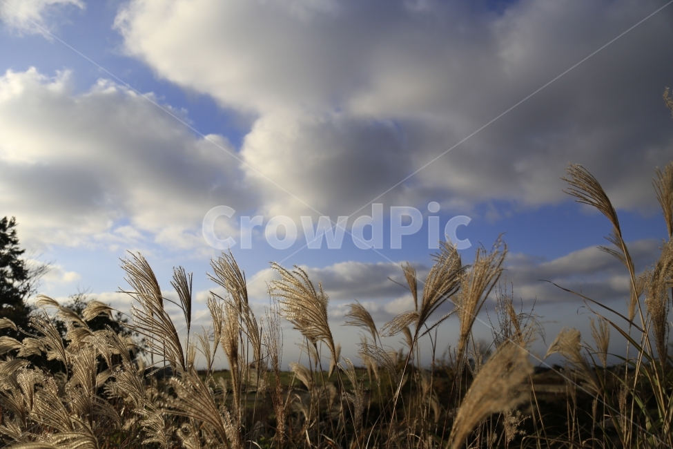 가을,억새,제주,황금,제주풍경,풍경,가을,계절,fall,autumn,season,자연,풍경,nature,landscape,식물,plants,grass,잔디,plant