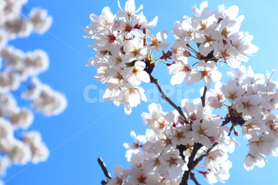 벚꽃,봄날,봄,꽃,감성,배경,spring,봄,계절,spring,season,plant,식물
