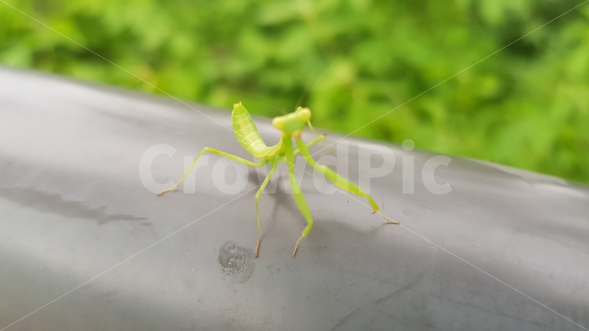 사마귀,자연,곤충,초록,공원,잔듸,녹색,동물,animal,곤충,벌레,insect,bug