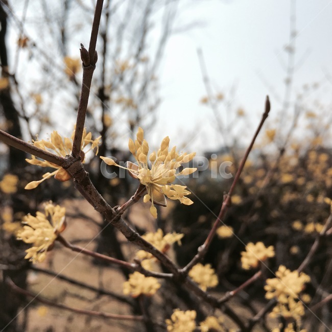 산수유,꽃,봄꽃,싹,노란색,식물,plant
