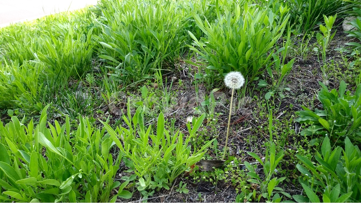 꽃,민들레,flower,풍경,들꽃,식물,자연,plants,nature,꽃,flower