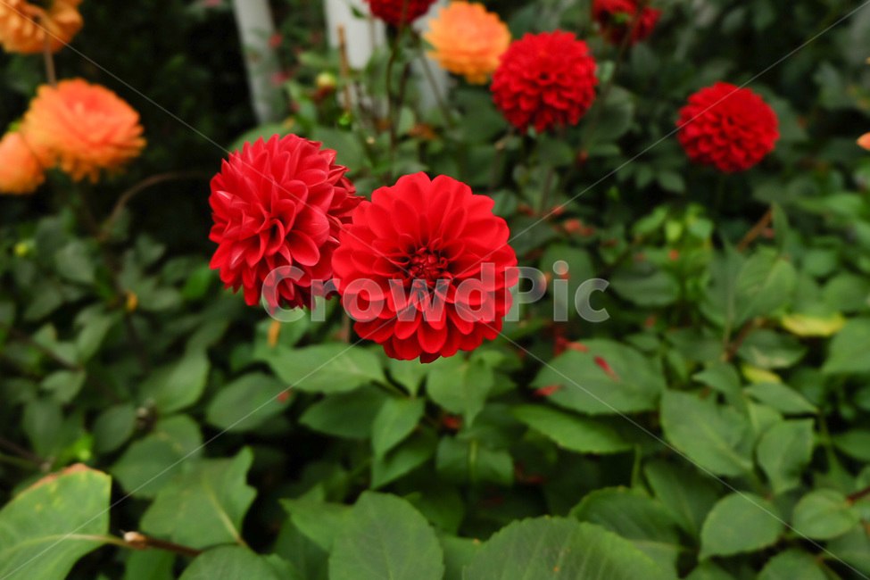 달리아,다알리아,꽃,정원,꽃밭,가든,가드닝,달리아꽃,plant,식물,dahlia,flower,blossom