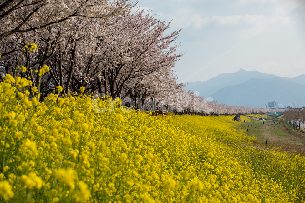 유채,유채꽃,벚꽃,꽃,봄풍경,식물,배경,봄,계절,spring,season,자연,풍경,nature,landscape,grassland,목초지,field,들,outdoors,옥외