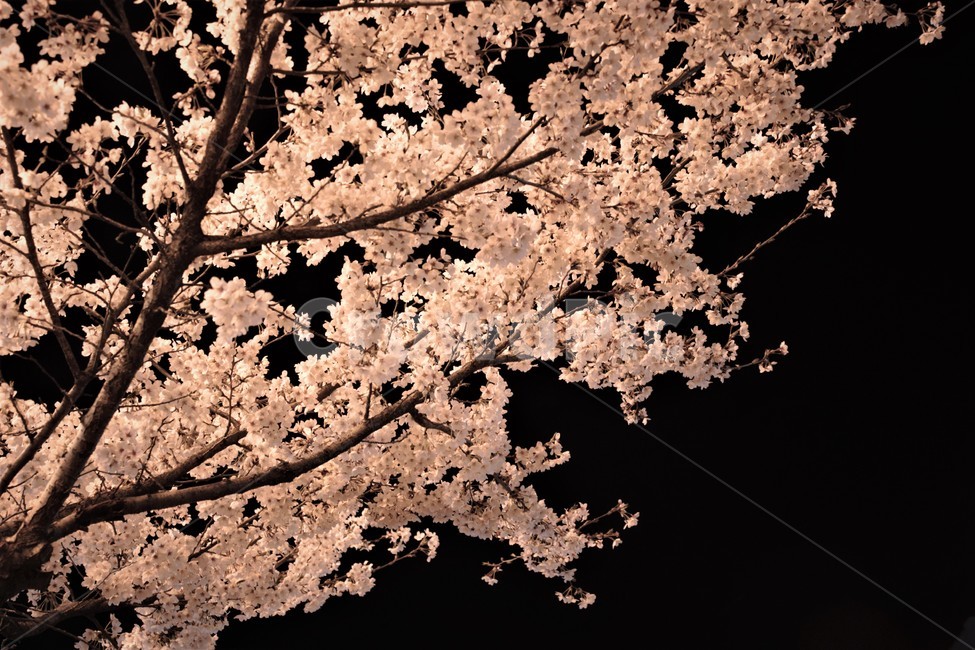 벚꽃,봄,cherryblossom,꽃,야경,계절,season,nightscape,landscape,flower,plant,배경,background