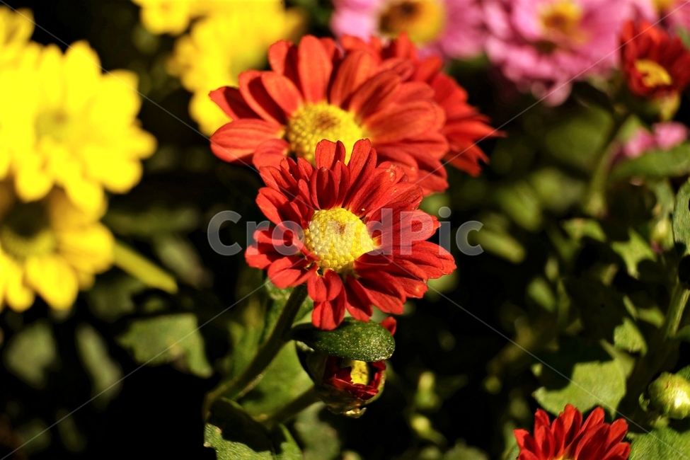 꽃,아름다움,정원,식물,자연,flower,bloom,beauty,plant,nature,식물,자연,plants,nature,꽃,flower