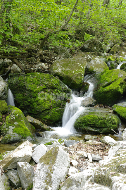 계곡,바위,물,강물,이끼,식물,자연,풍경,nature,landscape,water,outdoors,옥외