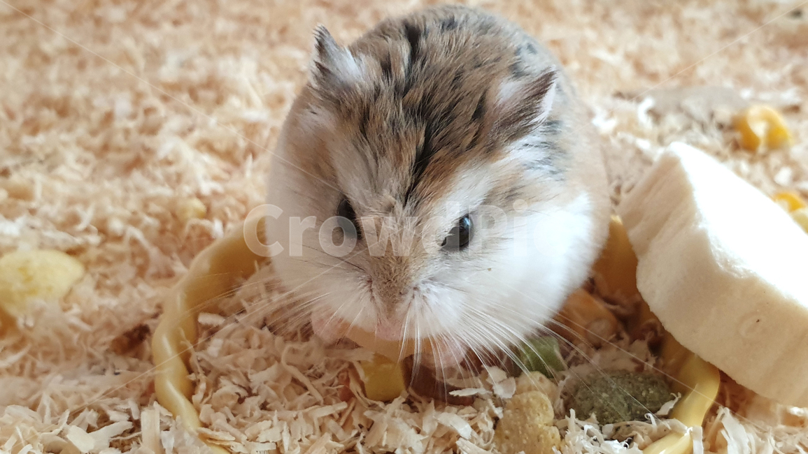 rodent,animal,동물,설치류,mammal,포유류,햄스터,hamster,roborovsk,로보로브스키