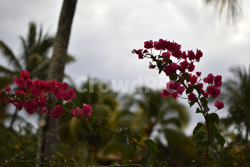 붉은꽃,열대꽃,flower,bloom,blossom