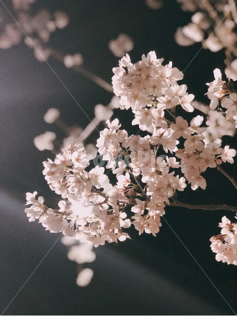 벚꽃,봄,spring,밤벚꽃,벚꽃축제,벚꽃놀이,감성,봄,계절,spring,season,야경,밤,풍경,nightscape,night,landscape,식물,자연,plants,nature,꽃,flower,plant,blossom,cherry blossom