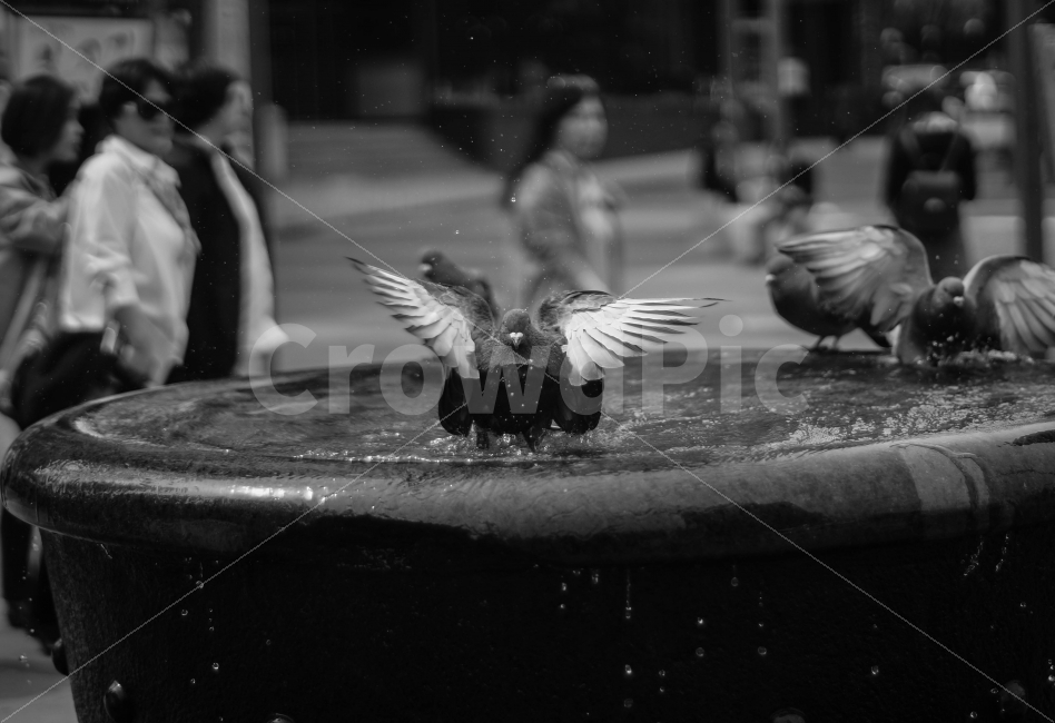 비둘기,물놀이,흑백,일상,즐거움,동물,animal,조류,새,birds,흑백,모노톤,monochrome,black and white