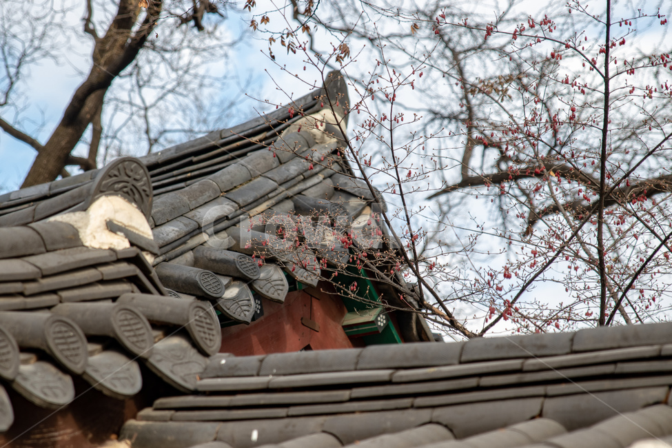 한옥,가을,시골,조선,기와,한국전통,한국문화,korean traditional,korean culture,건축물,건물외관,exterior,building,structure,architecture,construction