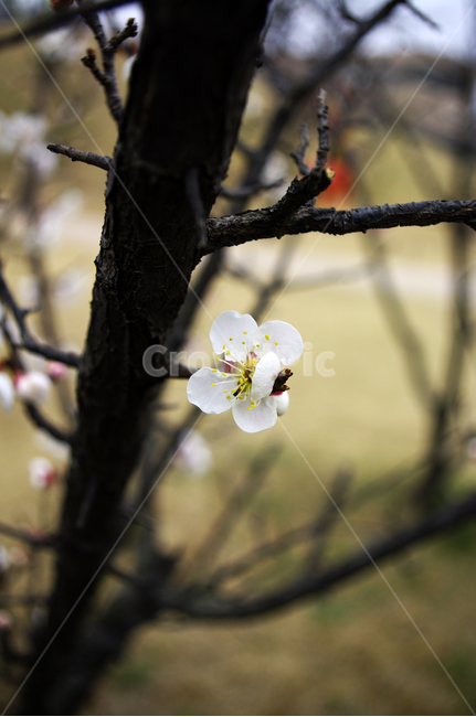 봄,spring,계절,식물,plant,자연,nature,꽃,flower,매화,식물,자연,plants,nature,꽃,flower