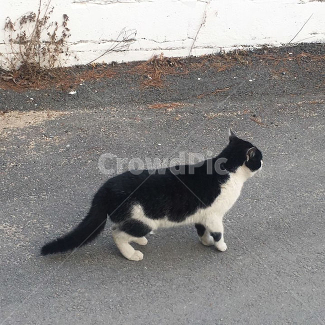 고양이,동물,뒷모습,고양이뒷모습,얼룩고양이,동물,animal,포유류,mammal,고양이,cat,kitten,kitty
