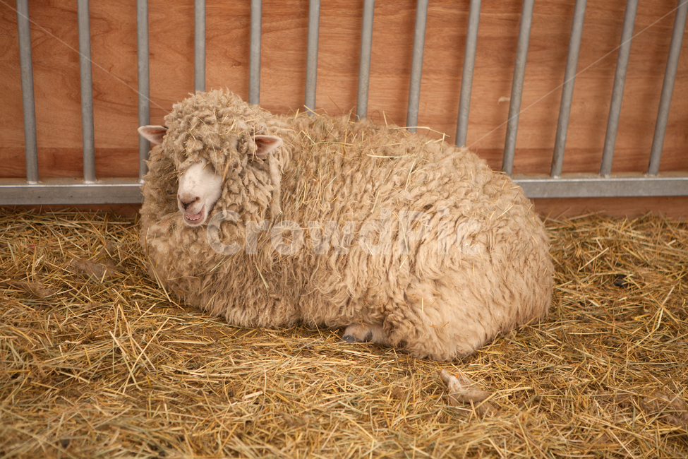 sheep,양,mammal,포유류,animal,동물,동물,animal,포유류,mammal