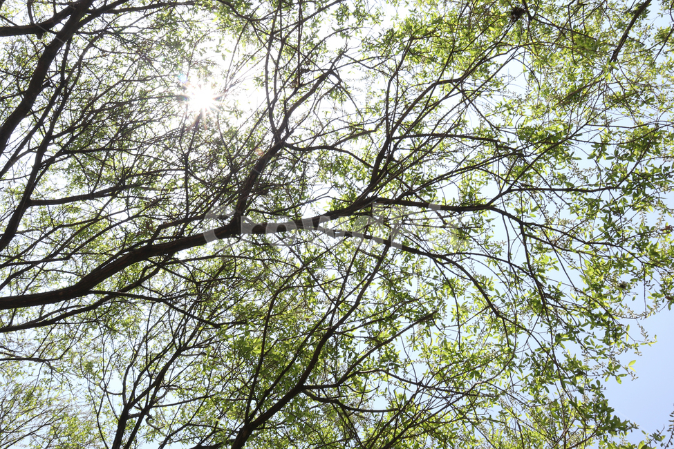 햇살,나무,나무그늘,자연,해,식물,자연,plants,nature,나무,trees,wood