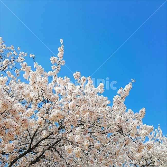 landscape photography,Cherry Blossom,natural,nature,campus,white popcorn,tree,March,cherryblossoms,flower,Emotional photo,cherry blossom tree,spring,Keimyung University,school,plants,sight,Emotion,landscape