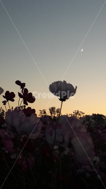 계양,꽃마루,코스모스,가을,꽃,식물,자연,plants,nature,꽃,flower