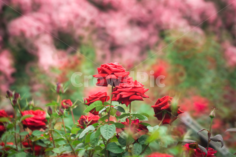 장미,꽃,flower,flowers,rose,꽃밭,자연,식물,nature,plant,plants,꽃잎,장미꽃,꽃배경,flowerbackground,leaf,식물,자연,plants,nature,꽃,flower
