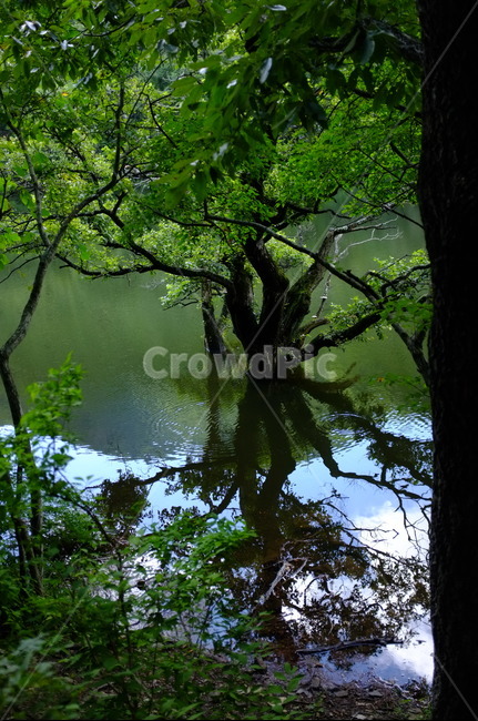 water,물,nature,자연,나무,plant,tree,식물,주산지,jusanji,청송,주왕산