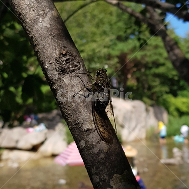 매미,자연,여름,summer,cicada,곤충,매미근접샷