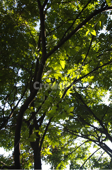 나무,잎,식물,plant,빛,초록,식물,자연,plants,nature,나무,trees,wood