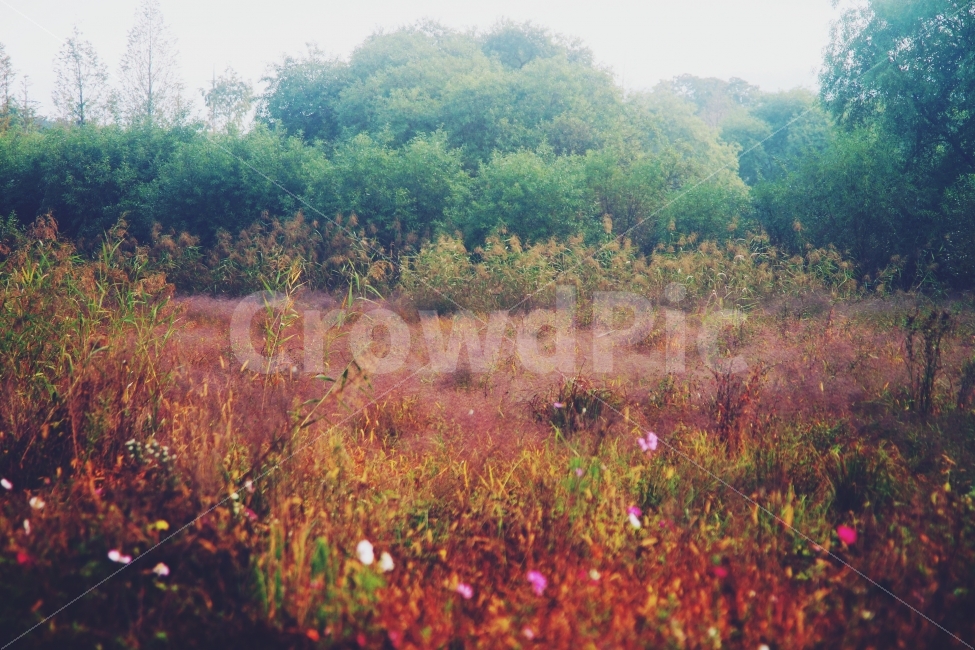 가을,핑크,핑크뮬리,풀밭,자연,꽃,자연,풍경,nature,landscape,감성,sensible,feeling,outdoors,옥외,grassland,목초지,field,들