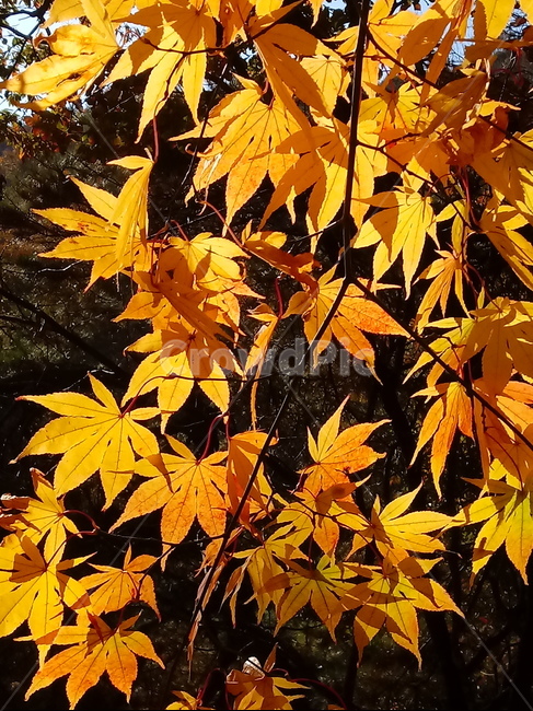 단풍,단풍잎,단풍나무,가을,leaf,잎,plant,식물,tree,나무,계절,fallautumnseason,outdoors,옥외,자연풍경,naturelandscape,가을,계절,fall,autumn,season,식물,자연,plants,nature,maple