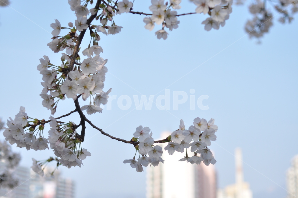 봄,풍경,꽃,봄풍경,나무,꽃나무,봄,계절,spring,season,식물,자연,plants,nature,꽃,flower,plant,blossom