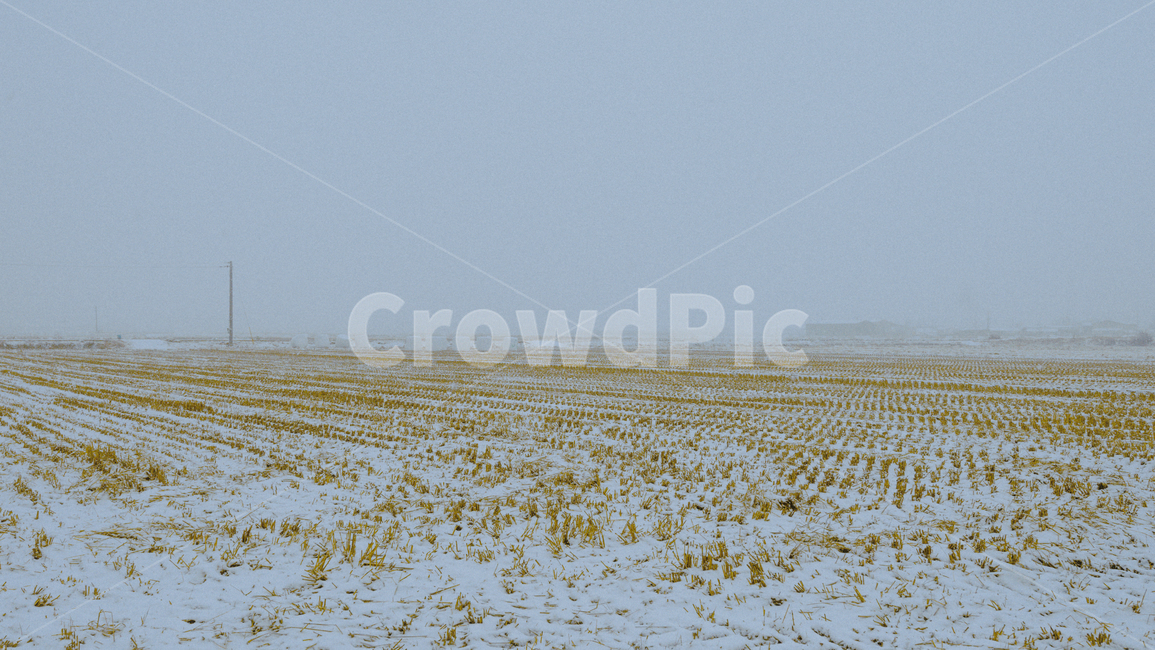 논,눈,밭,겨울,snow,농촌,시골,winter,ricefield,겨울,계절,winter,season,시골,마을,풍경,landscape,country,rural,town