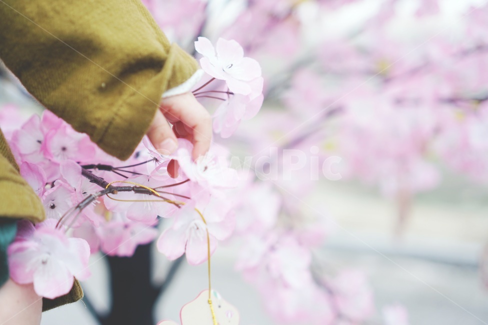 벚꽃,봄,감성,빈티지,손가락,손,아기손,봄이미지,풍경,자연,파스텔,사쿠라,벚꽃축제,flowers,계절,분홍,분홍색,pink,감성사진,나들이,봄나들이,벚꽃구경,아웃포커싱,spring,식물,아름다운,꽃축제,예쁜,배경,바탕,연분홍색,핑크색,우아한,beautiful,활한,가든,garden,season,plants,nature,꽃,힐링,healing,배경흐림,휴식,사람없음,따뜻한,따스한,봄,계절,spring,season,plant,flower,cherry blossom,blossom