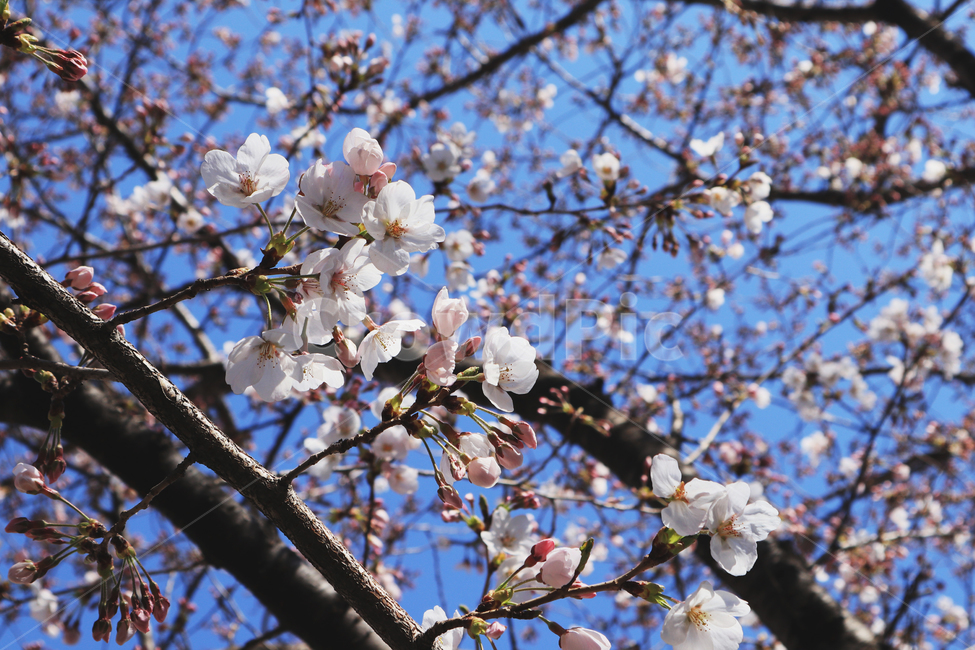 봄,벚꽃,꽃,spring,계절,시즌,season,자연,풍경,봄,계절,spring,season,식물,자연,plants,nature,꽃,flower,plant,blossom,cherry blossom
