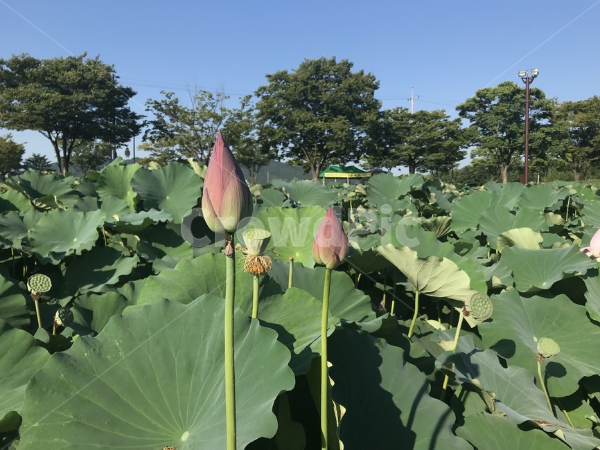 plant,식물,연꽃,꽃,flowers,blossom,nature,자연