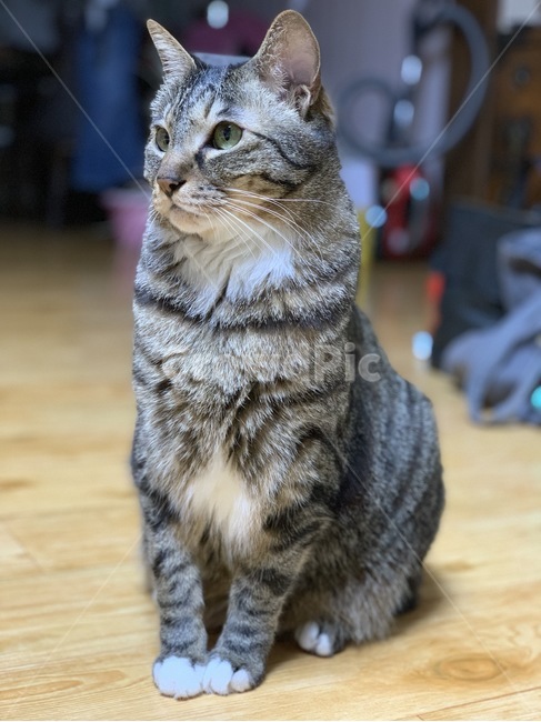 고양이,애완동물,코숏,애완고양이,고등어고양이,동물,animal,포유류,mammal,고양이,cat,kitten,kitty