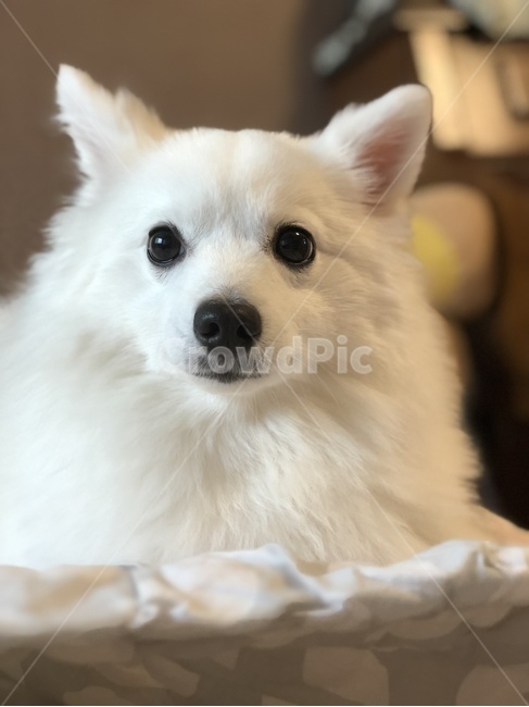 강아지,개,반려동물,애완동물,동물,스피츠,흰색,하얀개,눈,동물,animal,포유류,mammal,개,강아지,dog,doggy