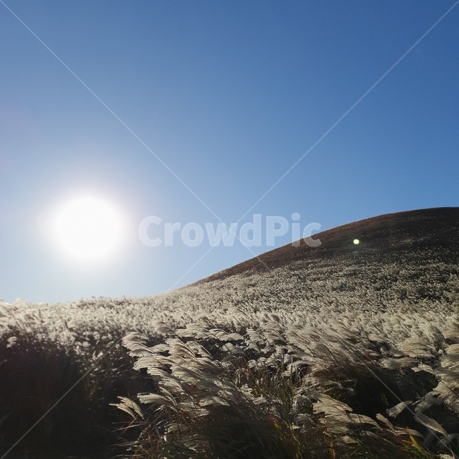 제주도,새별오름,억새,가을,가을억새,field,grassland,자연,풍경,nature,landscape